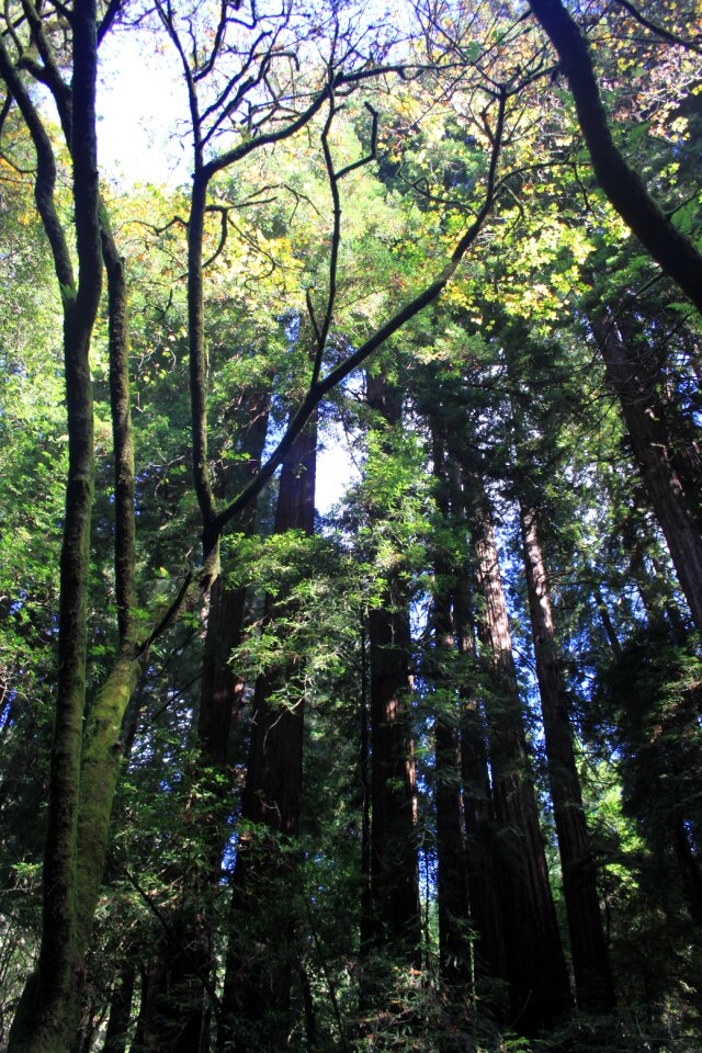 Forest park nature