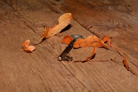 Old wood close up