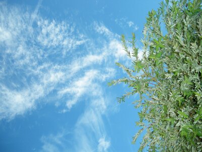 Cloudy sky white cloud tree photo