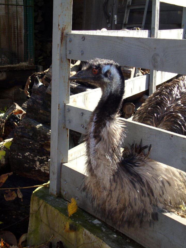 Ostrich zoo valliere