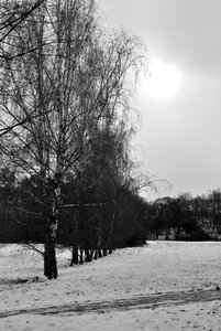 Black and white trees nature