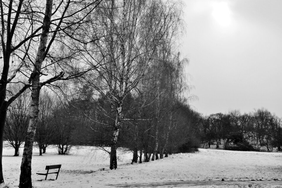 Trees snow winter