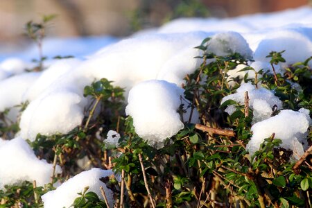 Winter evergreen snow cover