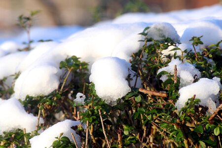 Winter evergreen snow cover photo