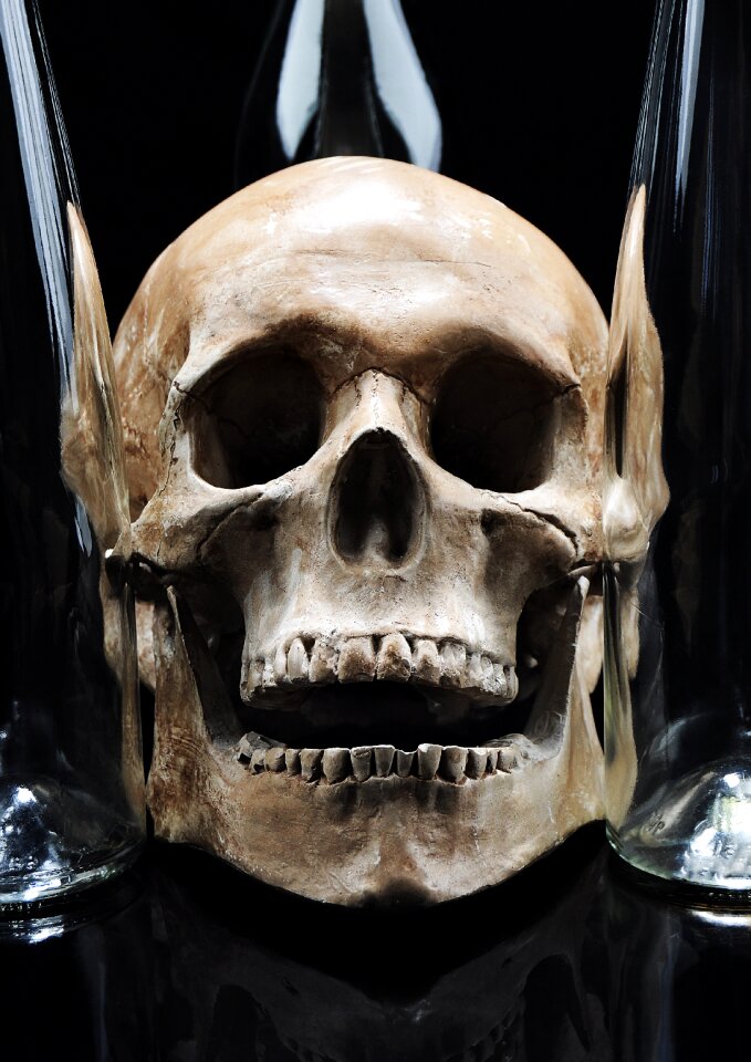 Bones studio still life