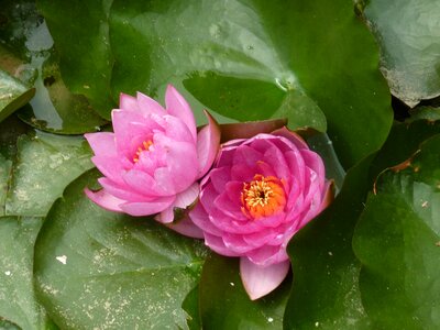 Water lily flower aquatic plant photo