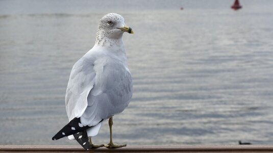 Nature gull photo