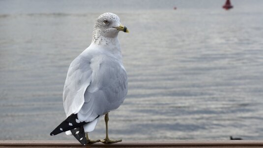 Nature gull