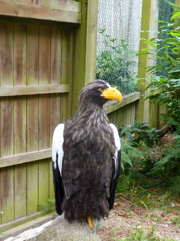 Eagle raptor Free photos