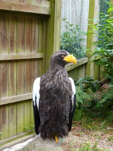 Eagle raptor Free photos