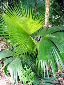 Carved tropical plants park