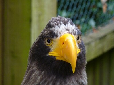 Eagle raptor Free photos photo