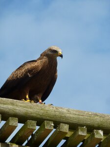 Raptor falcon bird photo