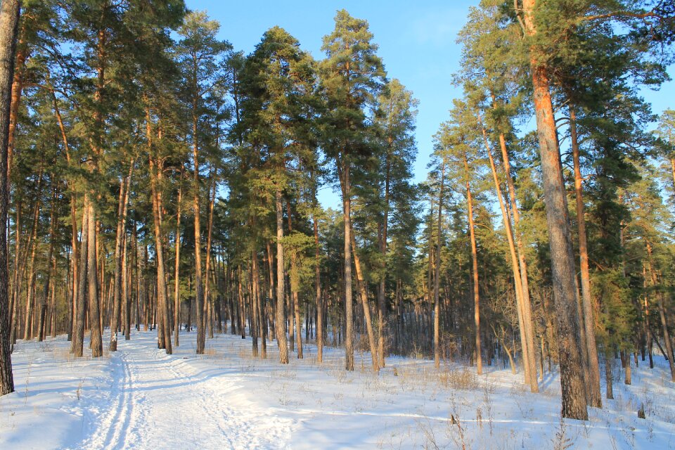 Forest trees