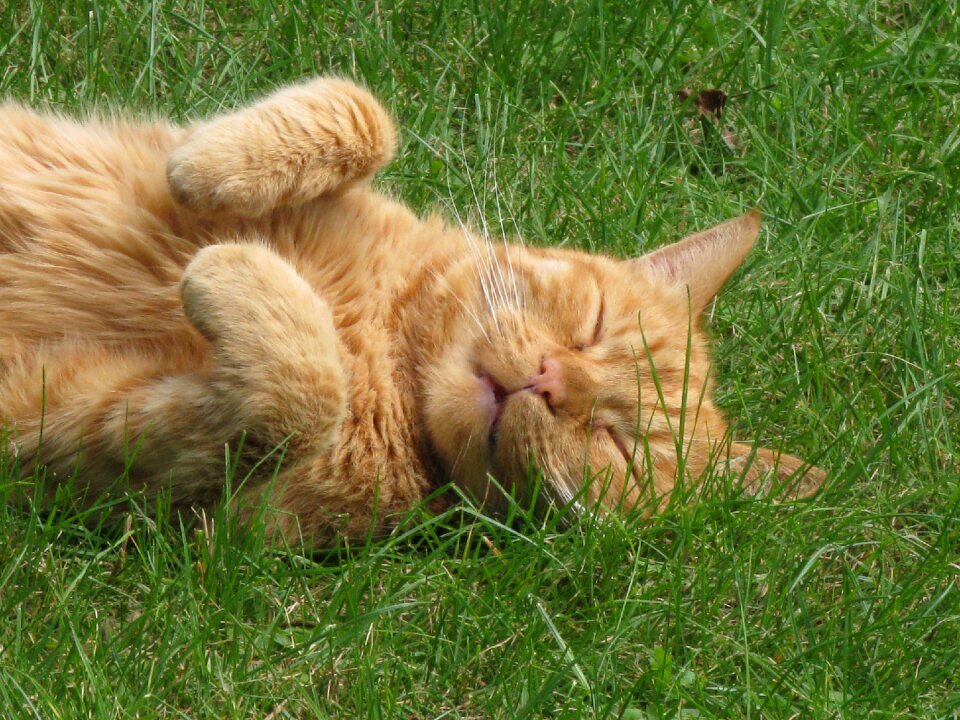 Ginger relax grass