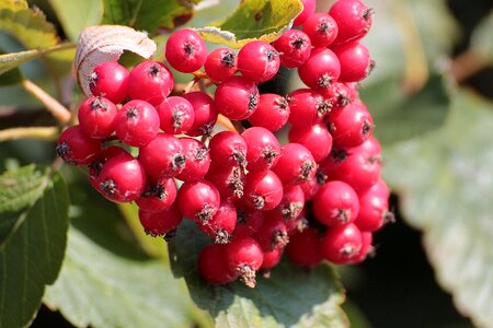 Deciduous tree flour berries sorbus