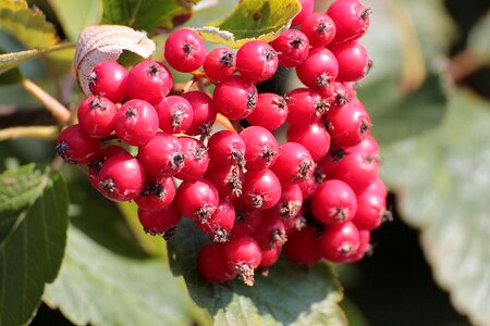 Deciduous tree flour berries sorbus photo