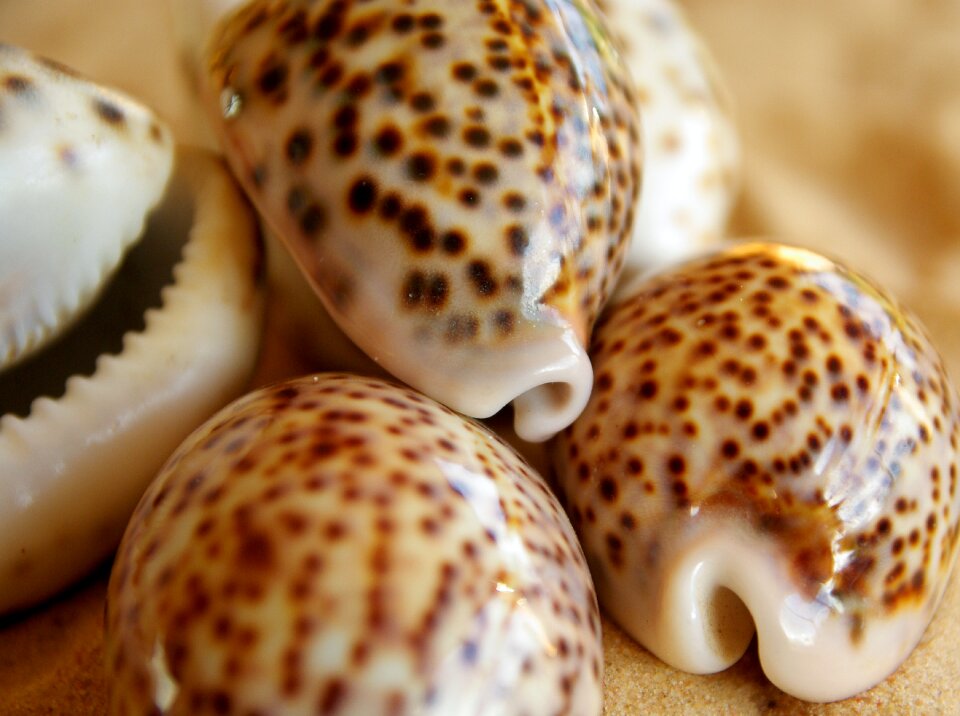 Shell tiger porcelain pacific ocean