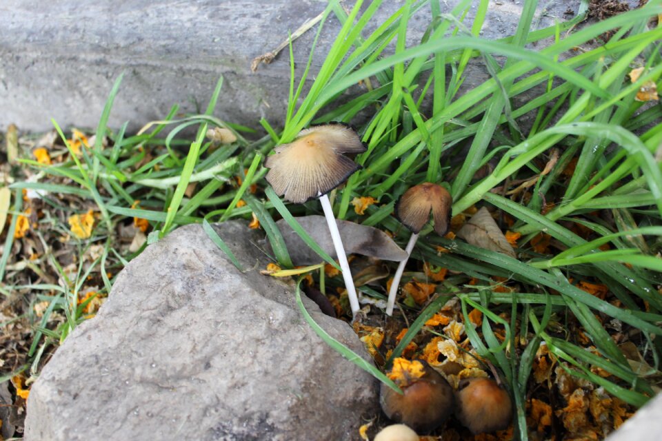 Spring garden wild