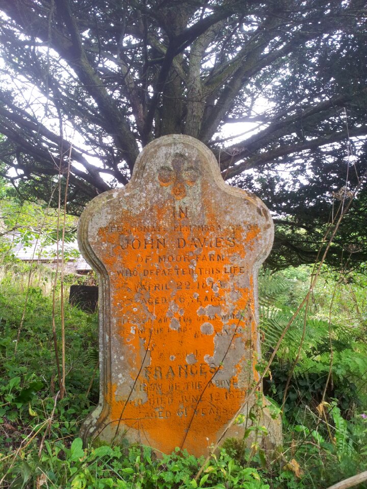 Cemetery orange lichen