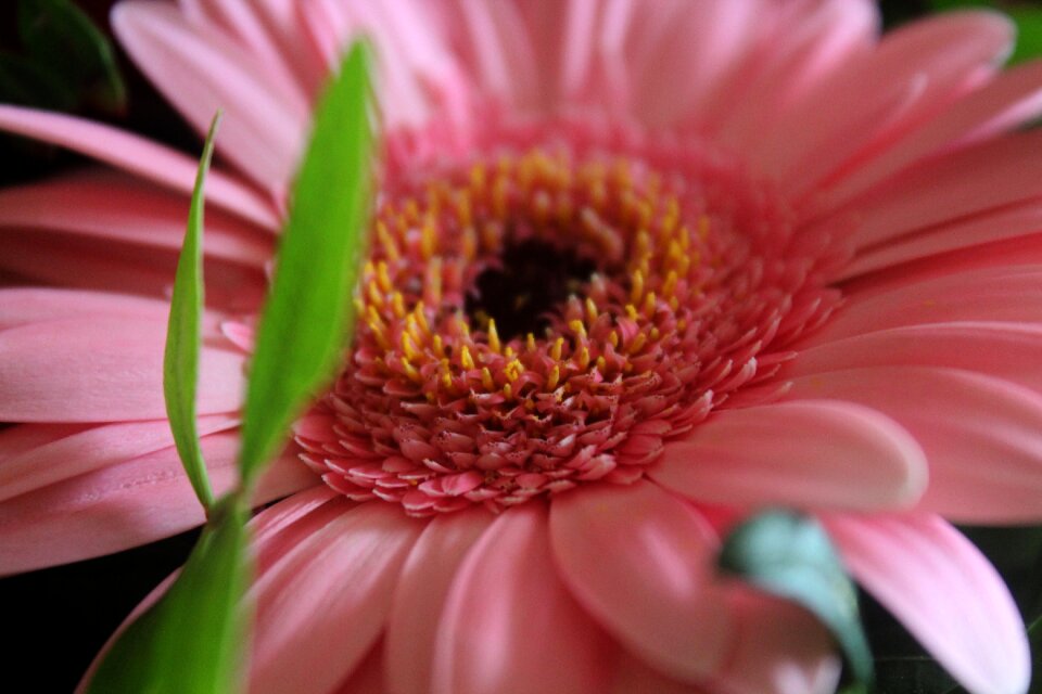 Blossom bloom nature