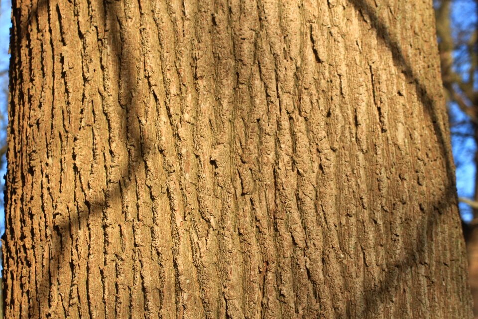 Old oak bast shed bark