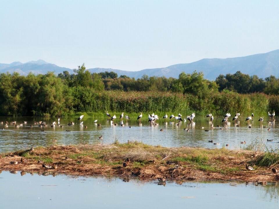 Girona gerona stork