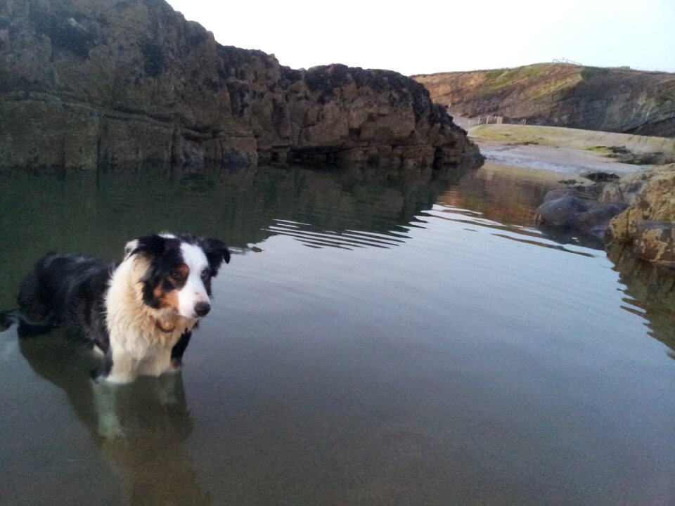 Rockpool tommy's pit