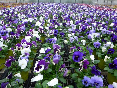 Plant violet thinking