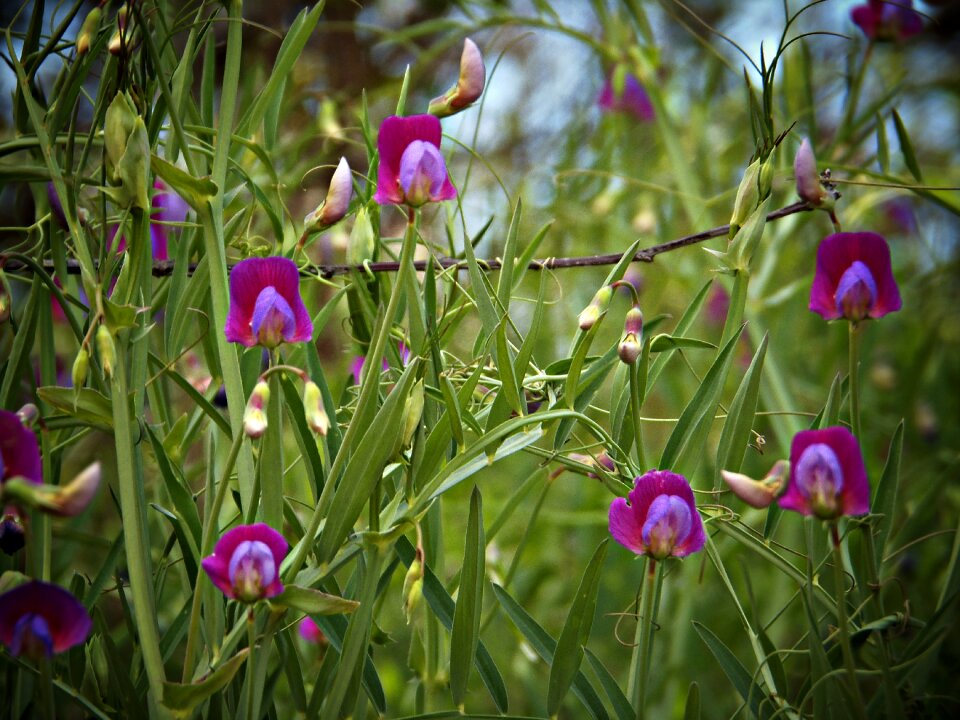 Mediterranean countryside wild macro