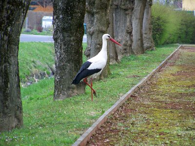 White stork birds summer