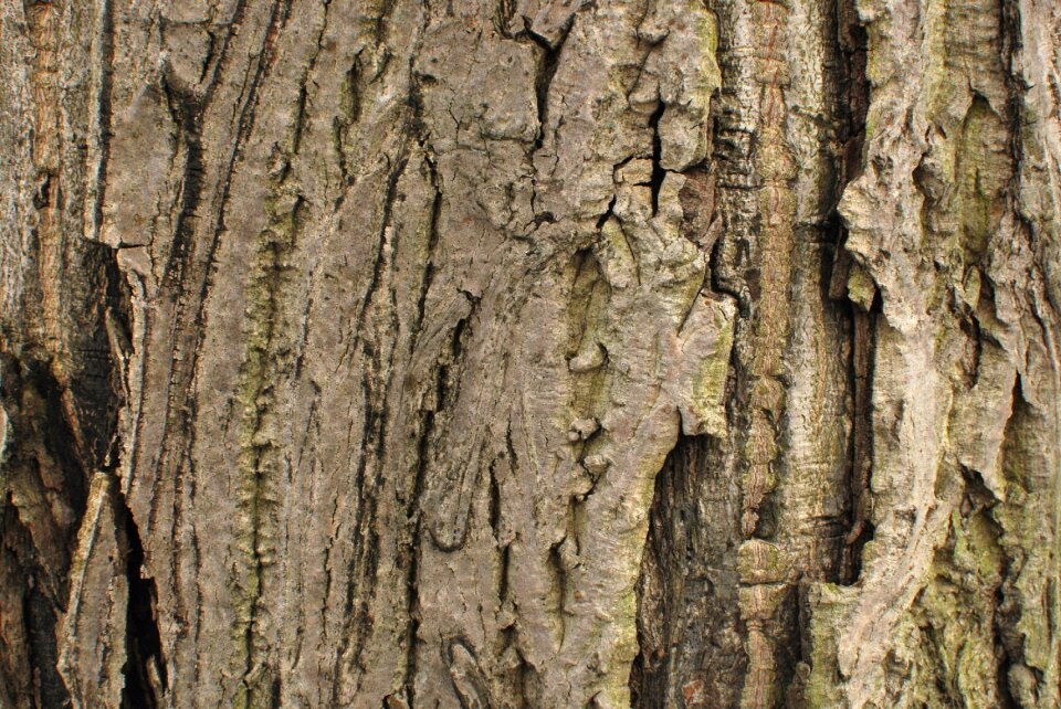 Wood strain bark