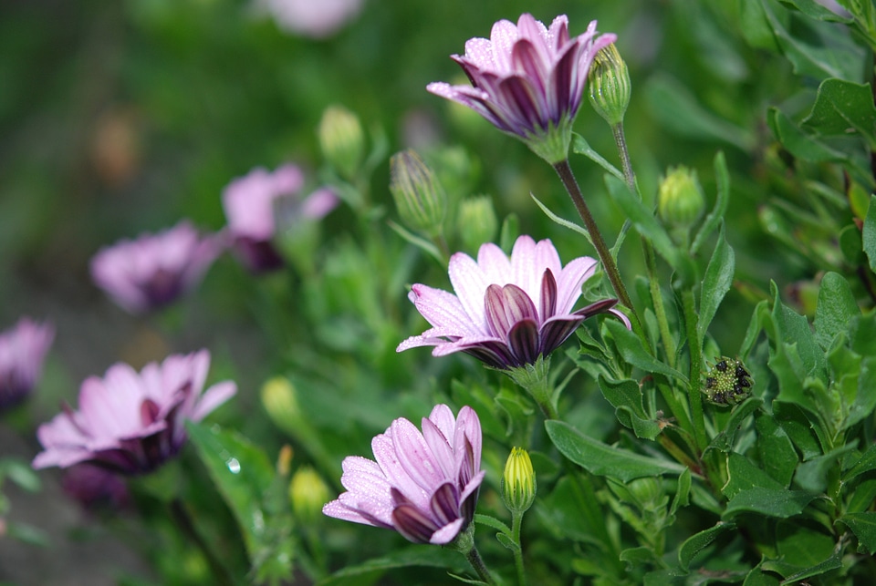 Macro blossom floral