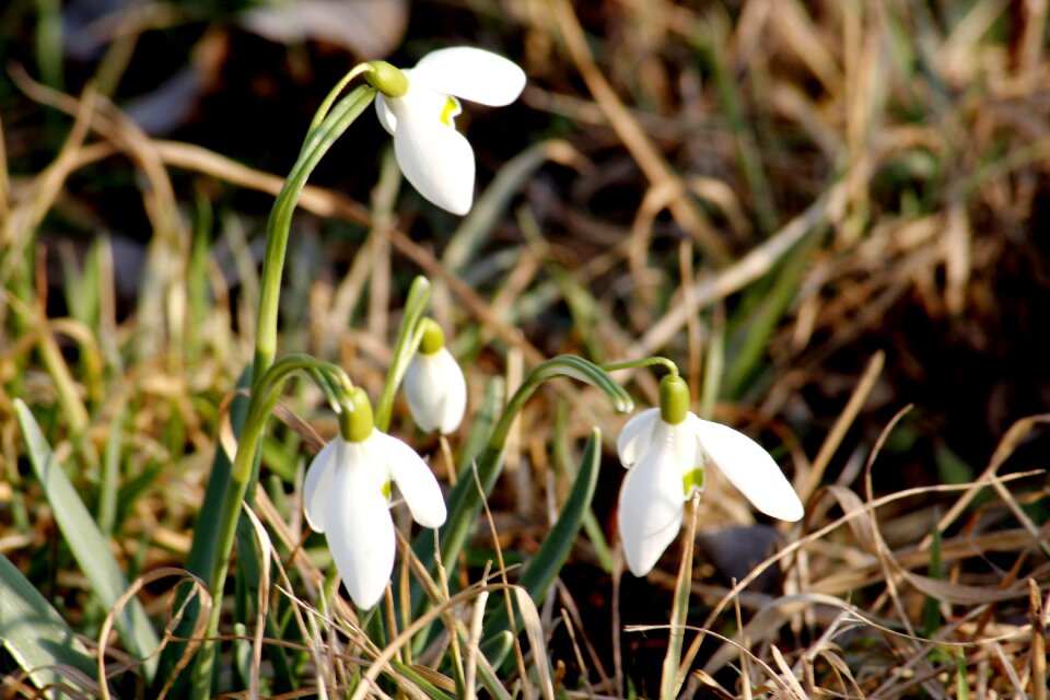 Signs of spring bloom white