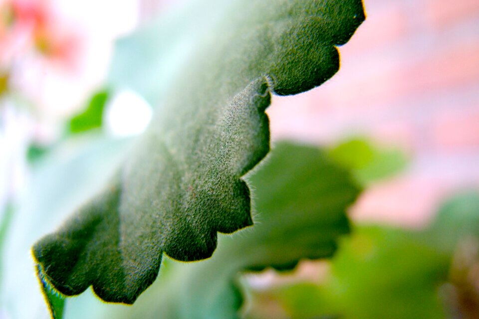 Detail plant background