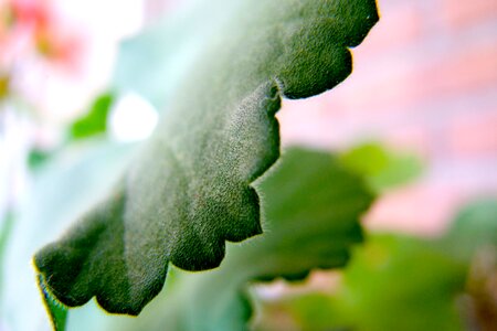 Detail plant background