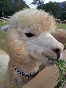 Fur feeding vacation