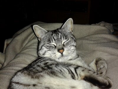 Cat nice sleeps