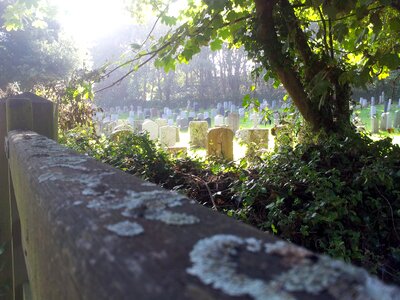 Lichen graveyard
