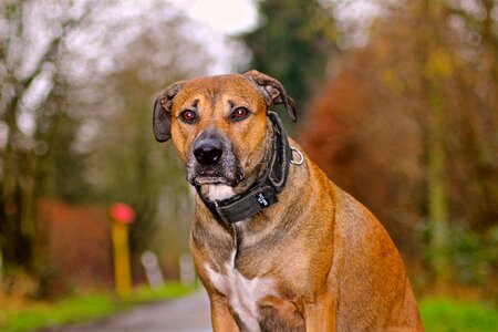 Pet wait animal portrait