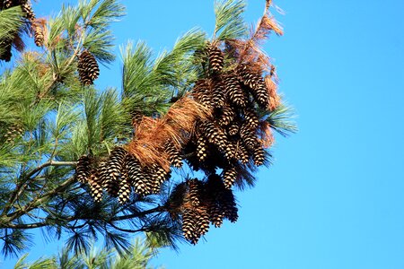 Tap pine cones tree
