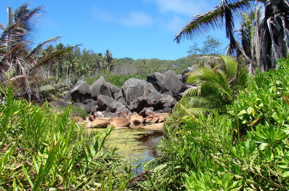 Tropic nature seychelles