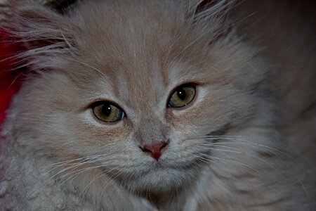 Kitten relaxed concerns