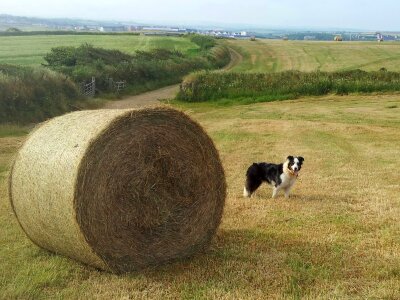 Collie dog photo