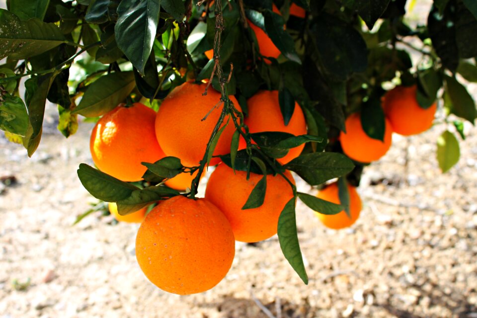 Mediterranean food citrus