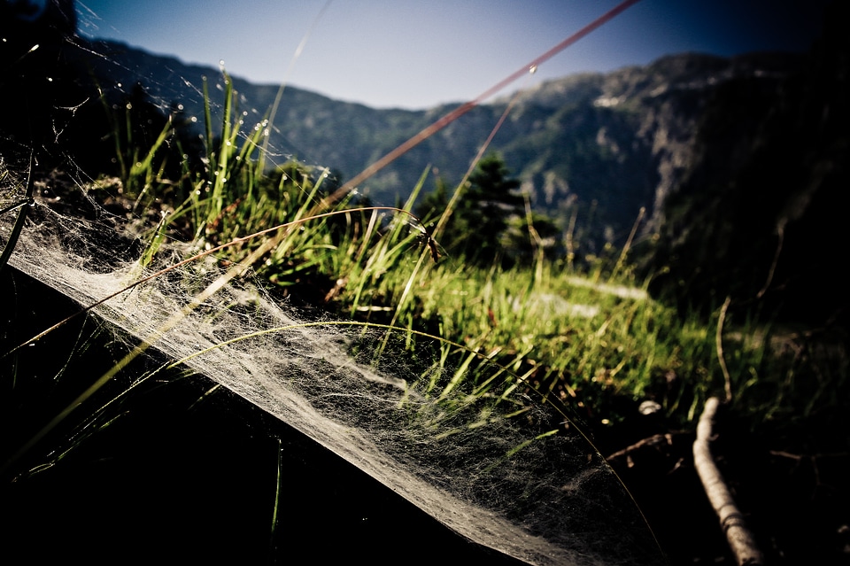 Mountain spider web meadow