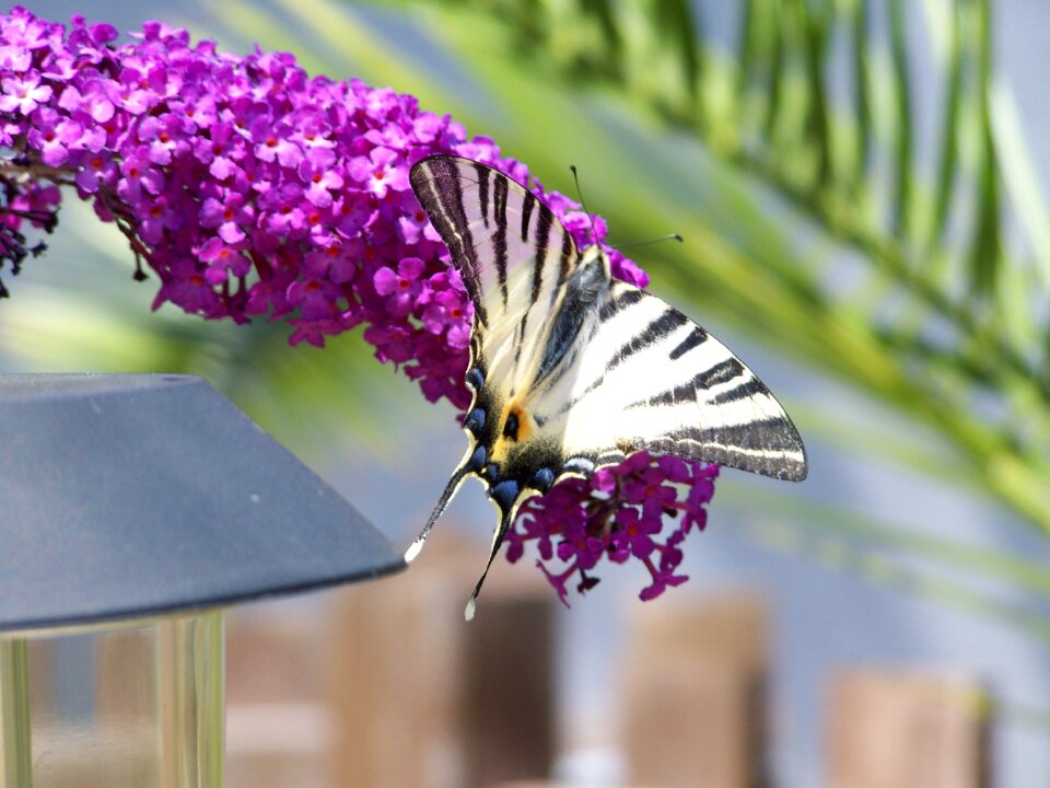 Summer butterfly purple