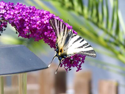Summer butterfly purple