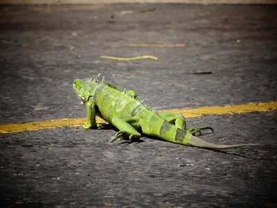 Nature reptile animals