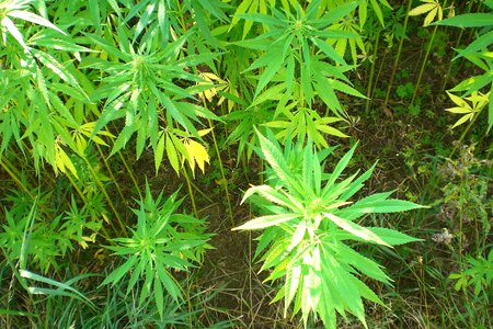 Cannabis industrial hemp hemp photo